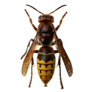 Wasp & Hornet