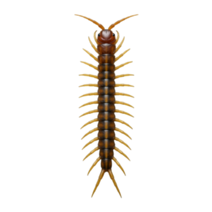 Centipedes